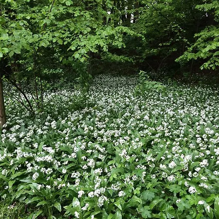 Dwor Kociolek Bed and Breakfast