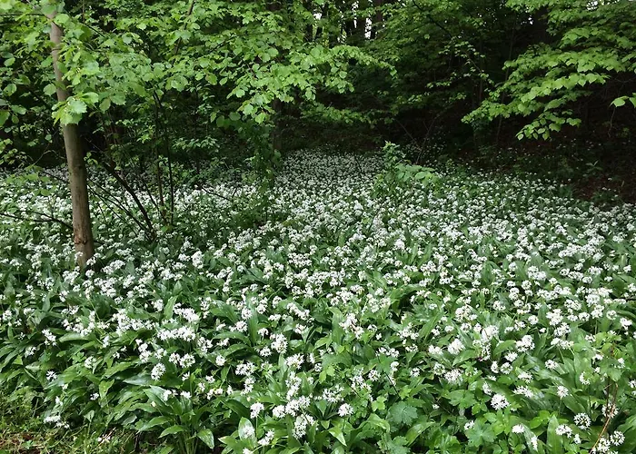 Dwor Kociolek Bed and breakfast